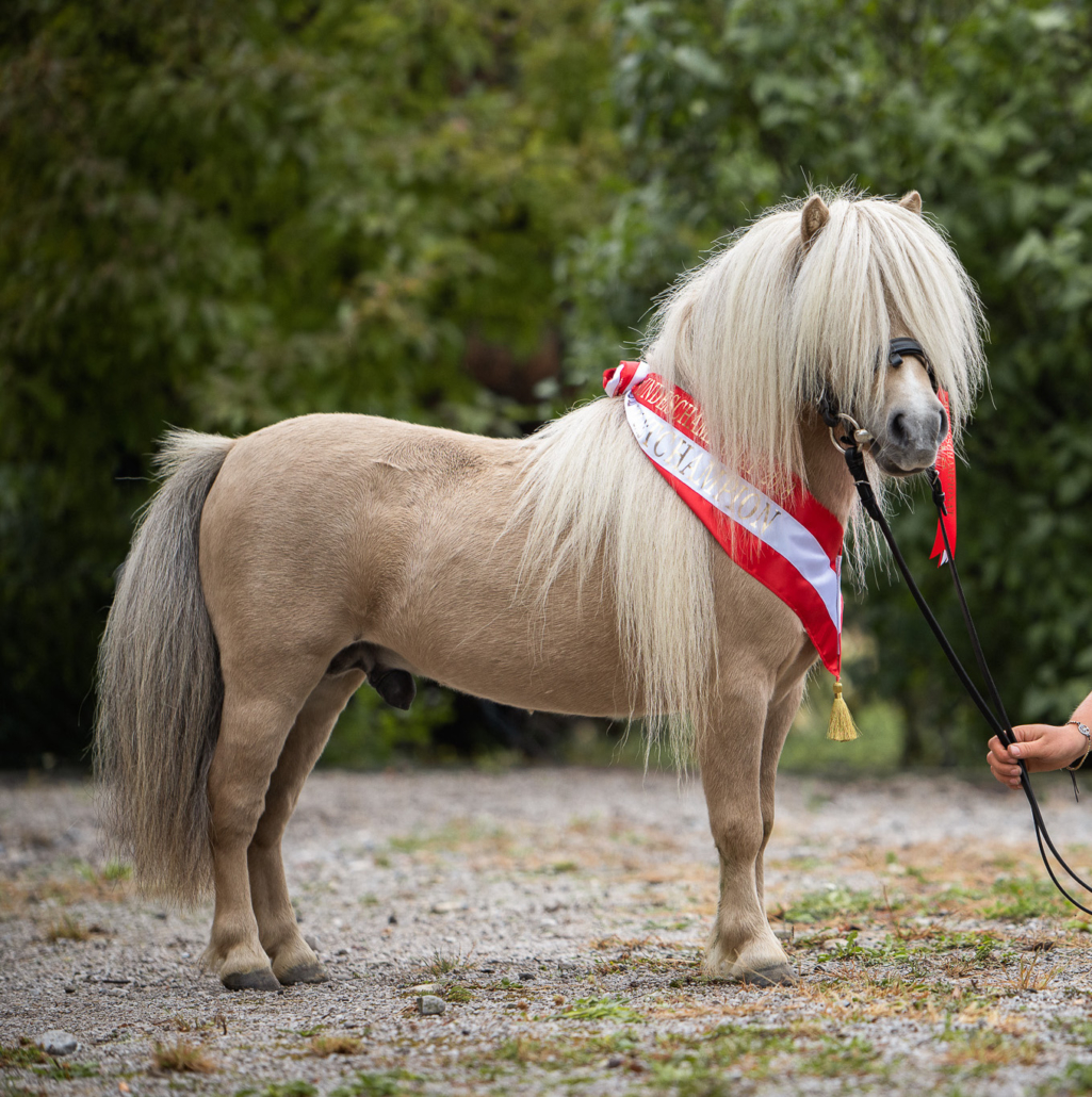 Shetland Pony